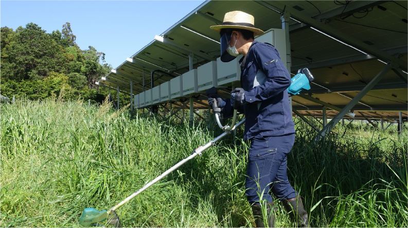 太陽光発電所の草刈り